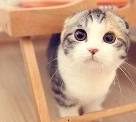 娱乐吃瓜君折耳猫,折耳猫的神秘魅力与争议 第2张 娱乐吃瓜君折耳猫,折耳猫的神秘魅力与争议 第2张